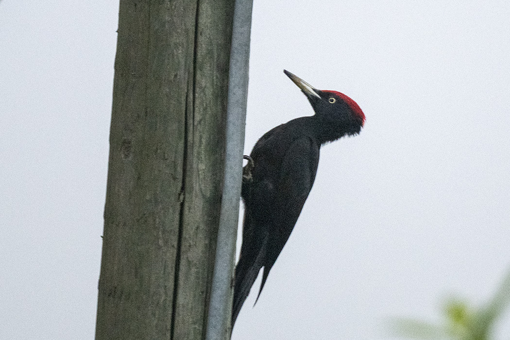 Black Woodpecker